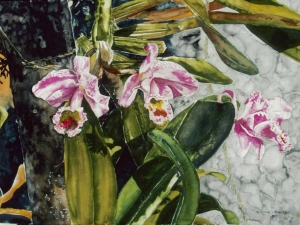 orchid-st-kitts-16-x-22