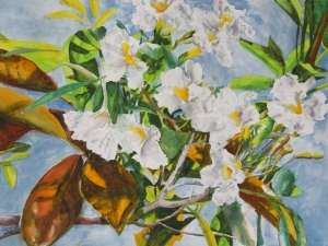 texas-olive-tree-in-bloom-st-kitts-16x22-
